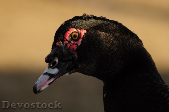 Devostock Duck  (255)