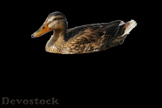 Devostock Duck  (262)