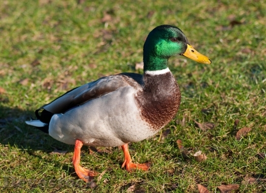 Devostock Duck  (274)