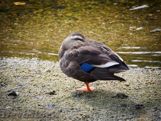 Devostock Duck  (28)
