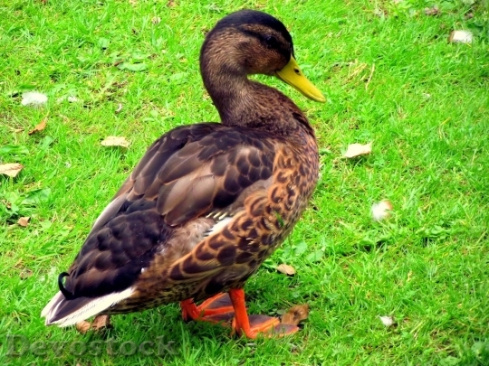 Devostock Duck  (281)