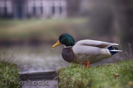 Devostock Duck  (283)