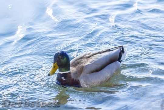 Devostock Duck  (285)