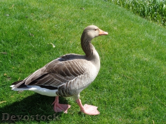 Devostock Duck  (287)