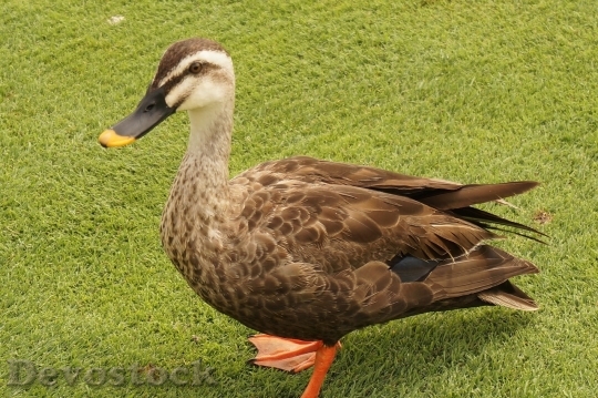 Devostock Duck  (293)