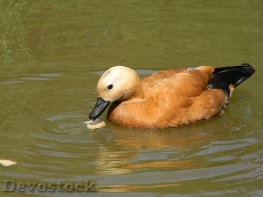 Devostock Duck  (294)