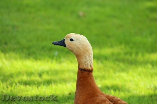 Devostock Duck  (300)