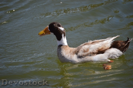 Devostock Duck  (312)