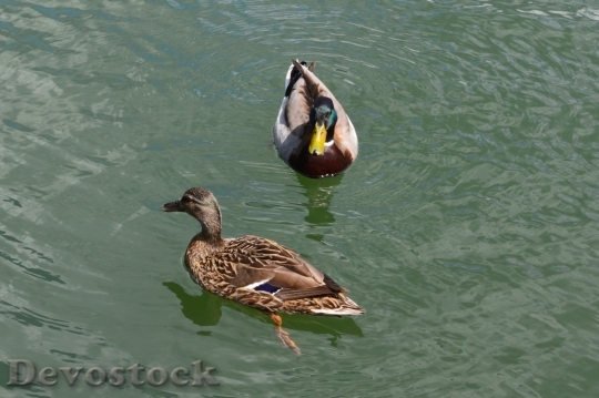 Devostock Duck  (316)