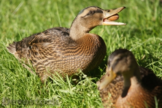 Devostock Duck  (317)