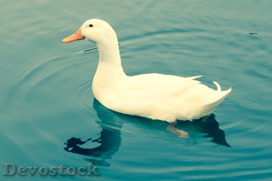 Devostock Duck  (319)