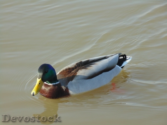 Devostock Duck  (32)