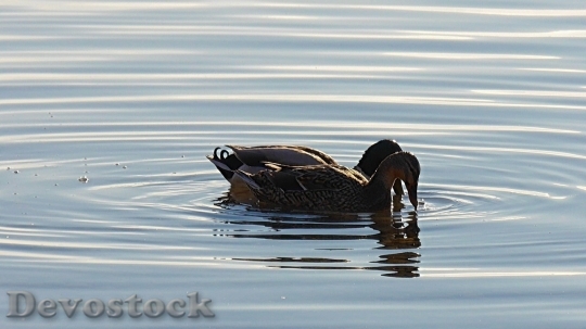 Devostock Duck  (320)