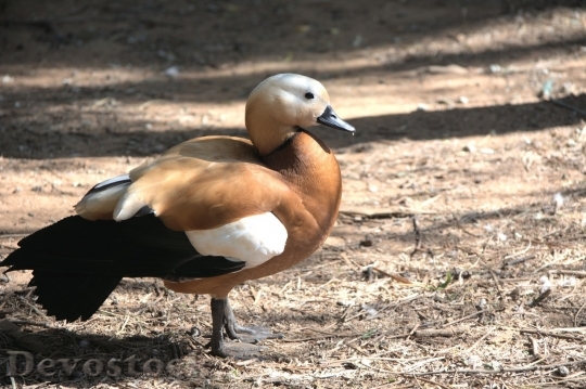 Devostock Duck  (323)