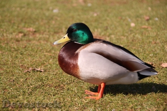 Devostock Duck  (33)