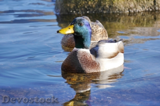 Devostock Duck  (332)