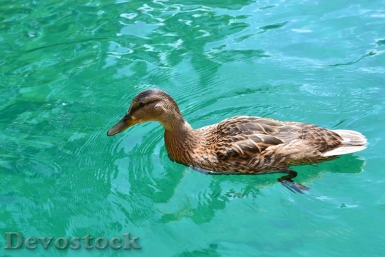 Devostock Duck  (333)