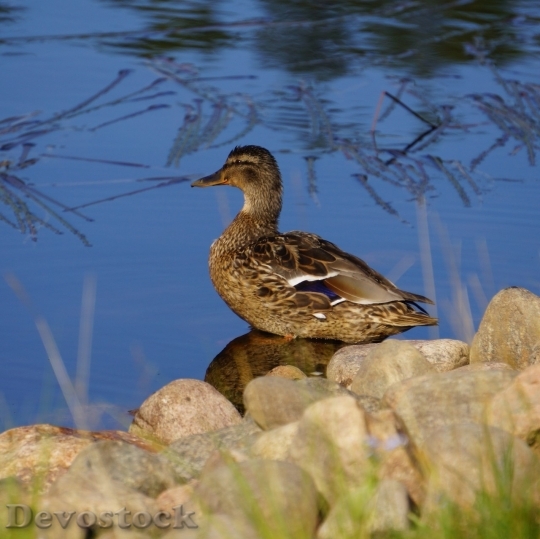 Devostock Duck  (338)