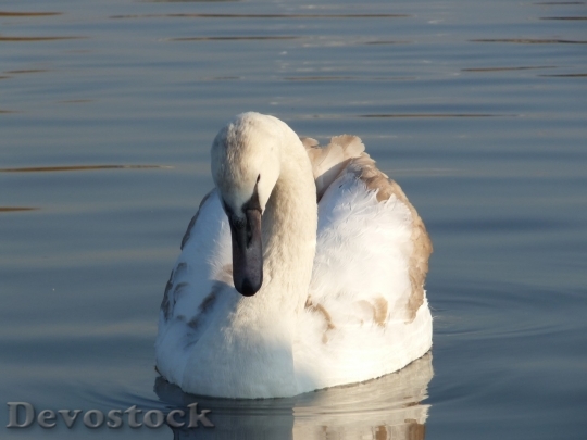 Devostock Duck  (344)