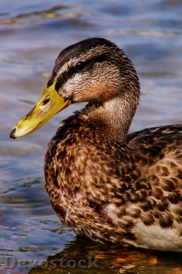 Devostock Duck  (349)