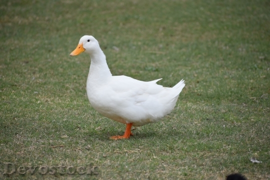 Devostock Duck  (350)