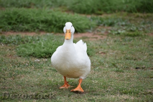 Devostock Duck  (351)