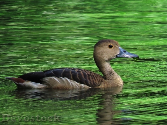 Devostock Duck  (353)