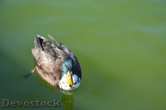 Devostock Duck  (355)