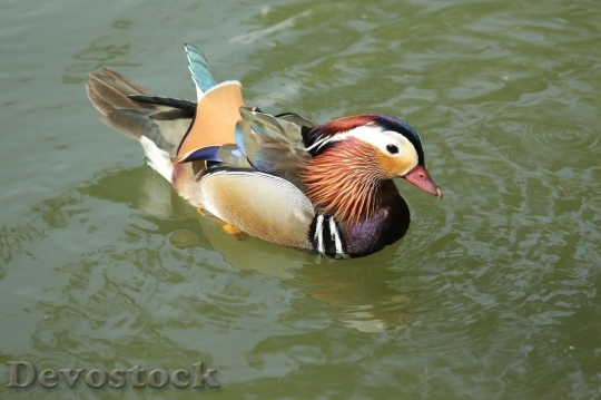 Devostock Duck  (358)