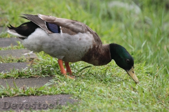 Devostock Duck  (367)