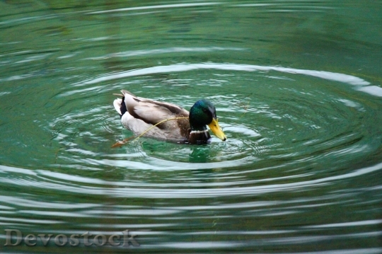 Devostock Duck  (370)