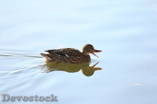 Devostock Duck  (373)