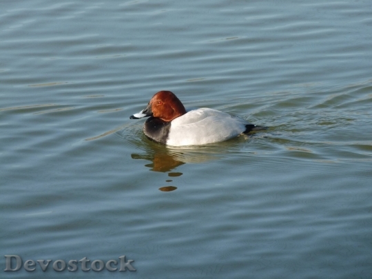 Devostock Duck  (374)