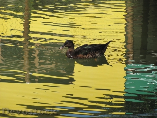 Devostock Duck  (375)