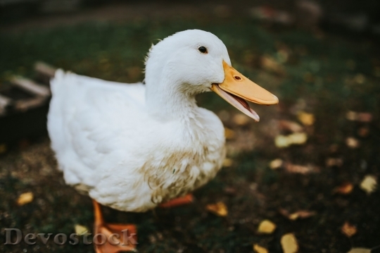 Devostock Duck  (376)