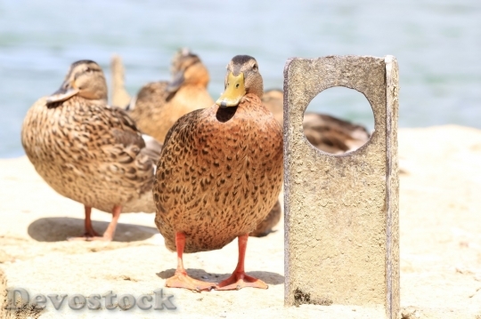 Devostock Duck  (379)