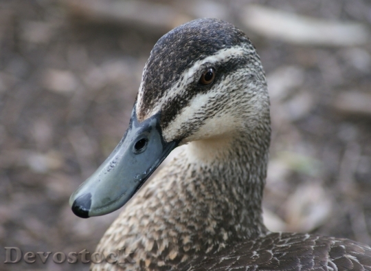 Devostock Duck  (382)