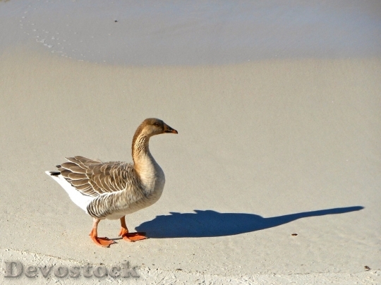 Devostock Duck  (390)