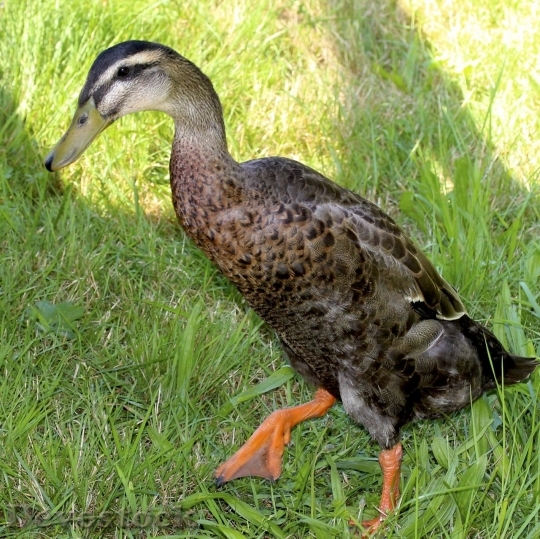 Devostock Duck  (391)