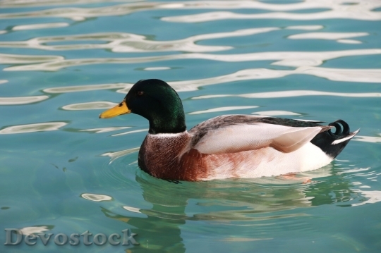 Devostock Duck  (395)