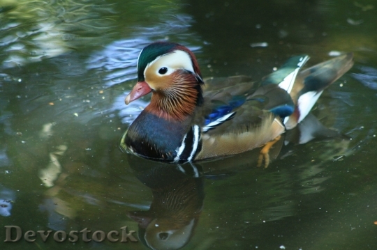 Devostock Duck  (397)