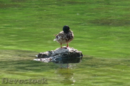 Devostock Duck  (407)