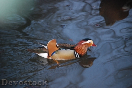 Devostock Duck  (411)