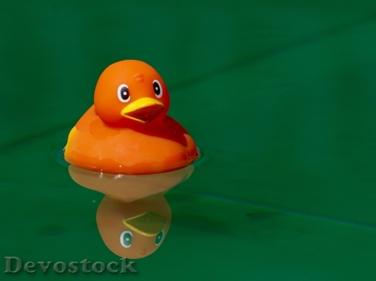 Devostock Duck  (418)