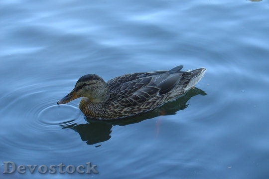Devostock Duck  (419)