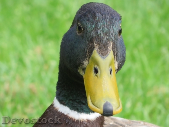 Devostock Duck  (42)