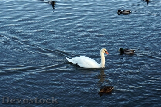 Devostock Duck  (423)
