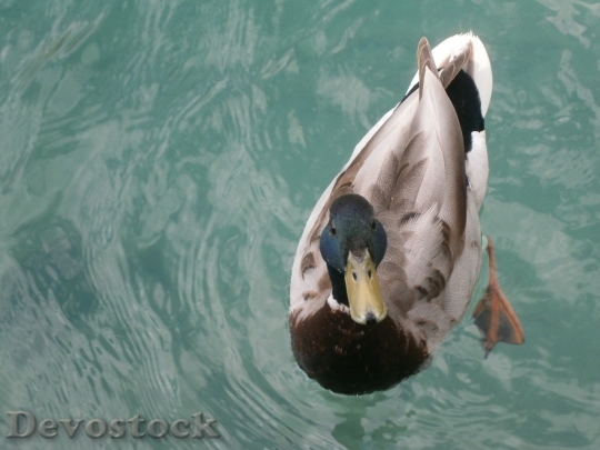 Devostock Duck  (424)
