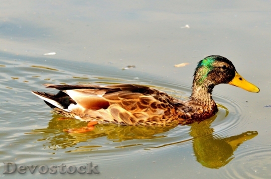 Devostock Duck  (427)