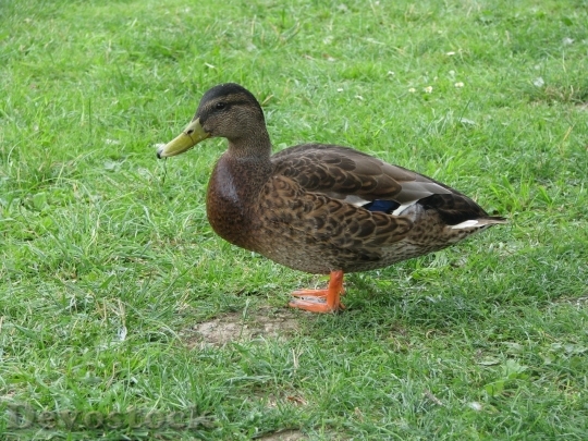 Devostock Duck  (428)